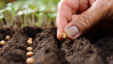 Tapping into the ‘Vegetable Seed’ market in India